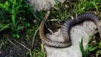 Snake Repellant