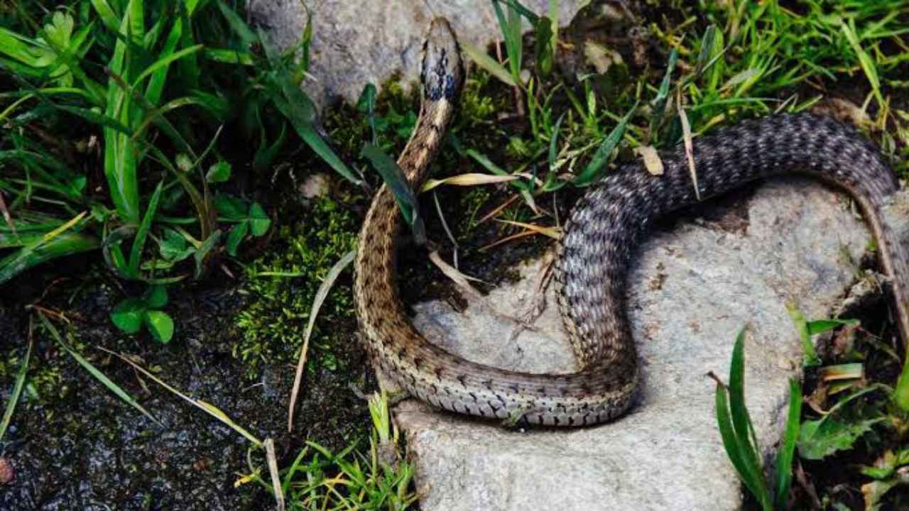 Snake Repellant