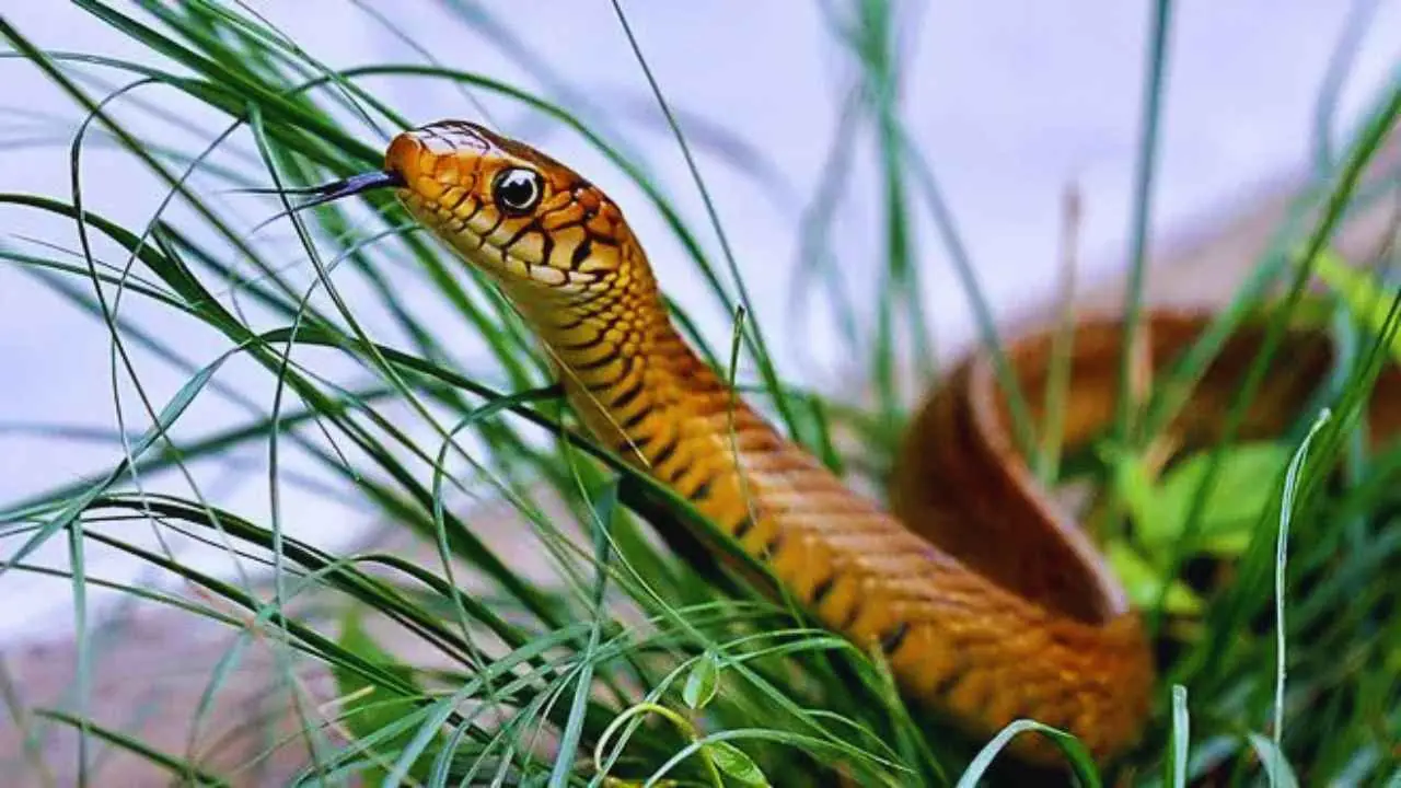 Snake