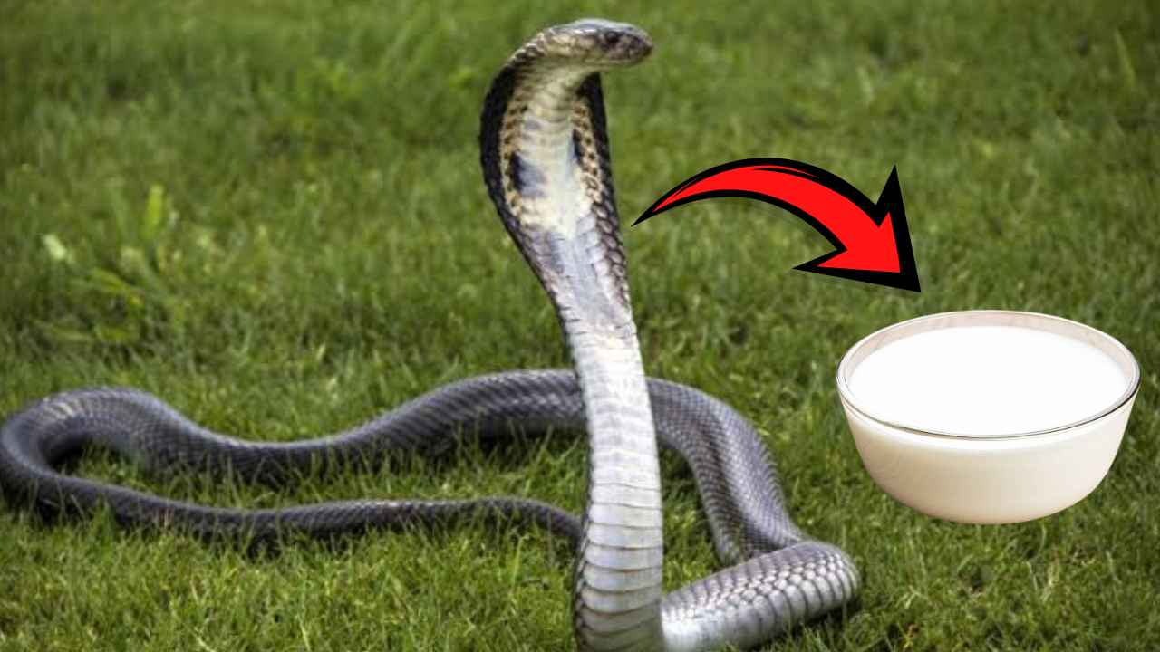 Snakes
