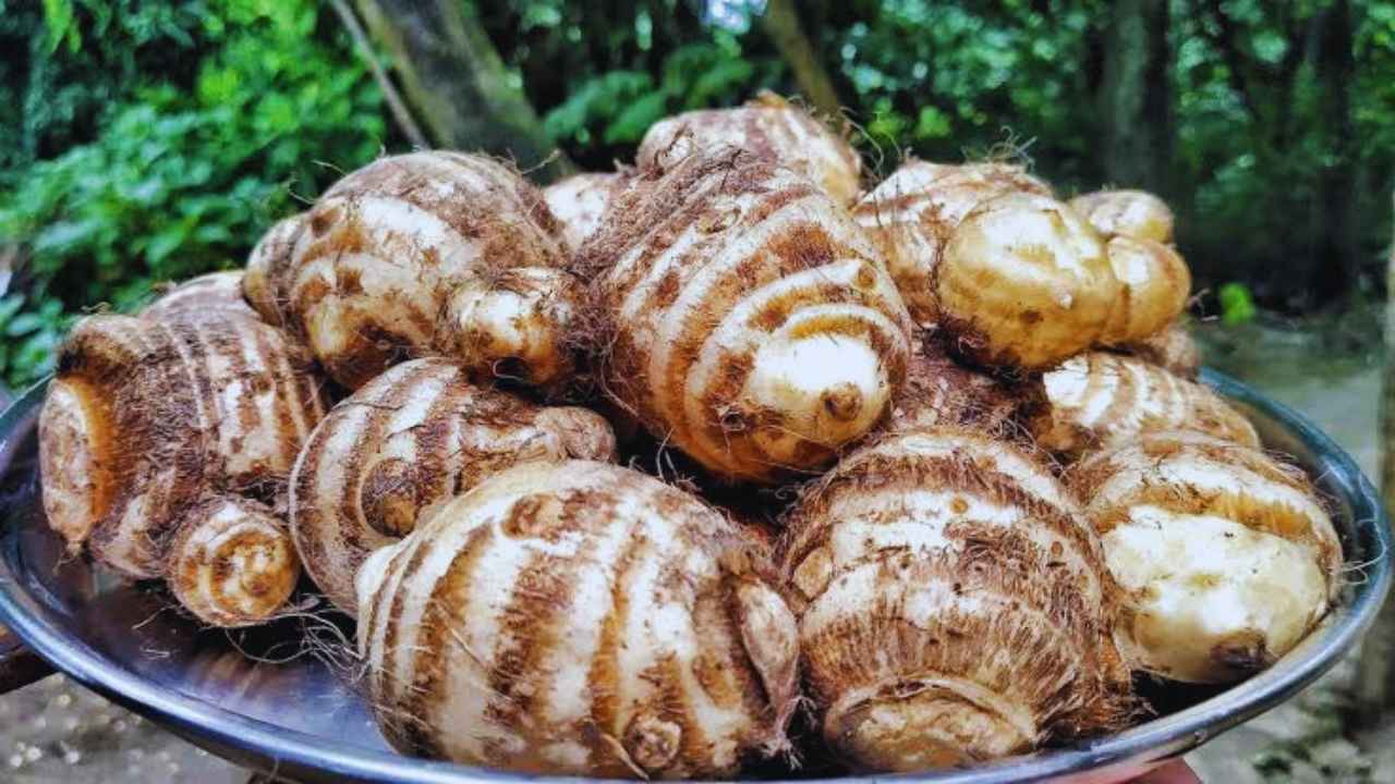 Taro