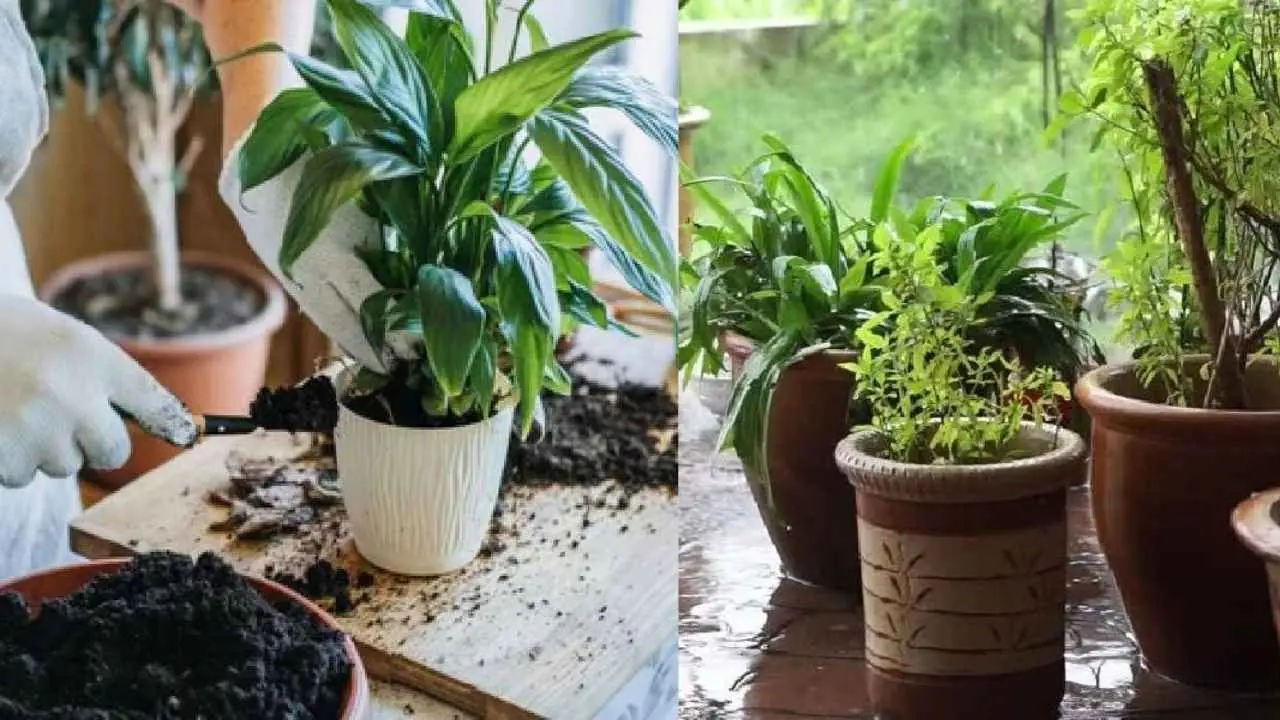 Trees In Monsoon