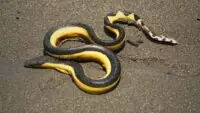 Venomous Sea Snake