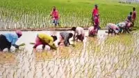 Villagers finish deceased farmer's work