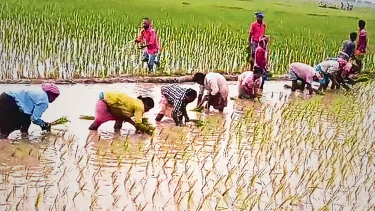 Villagers finish deceased farmer's work
