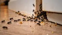 Ant
