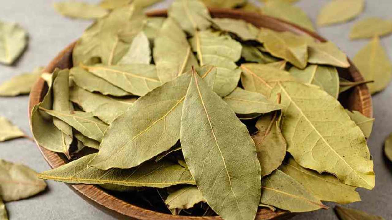 Bay Leaf