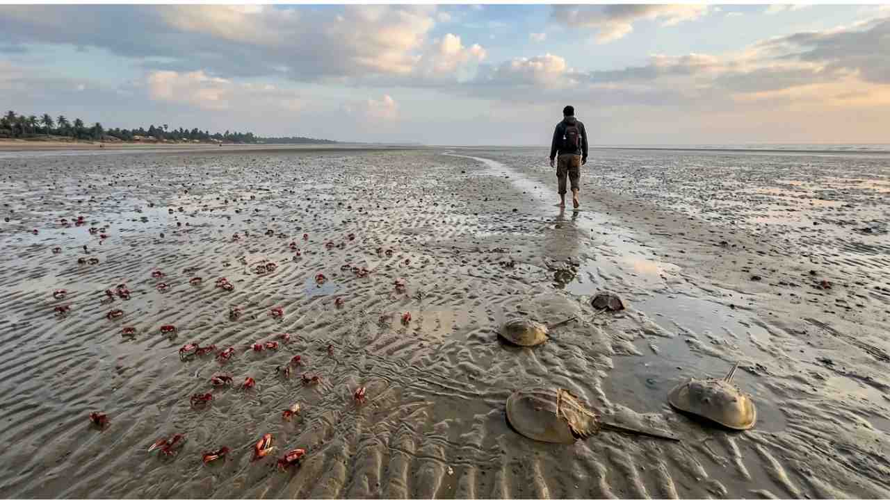 Chandipur Sea Beach