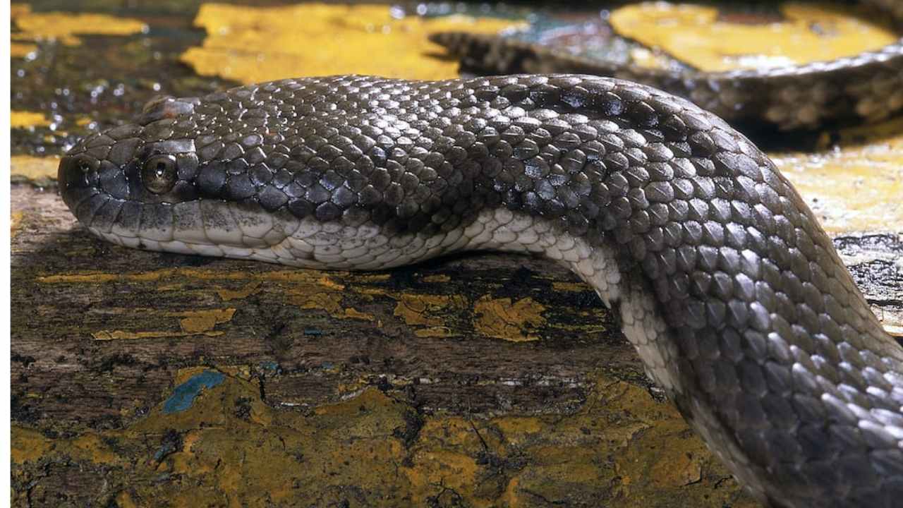 Dog-faced water snake