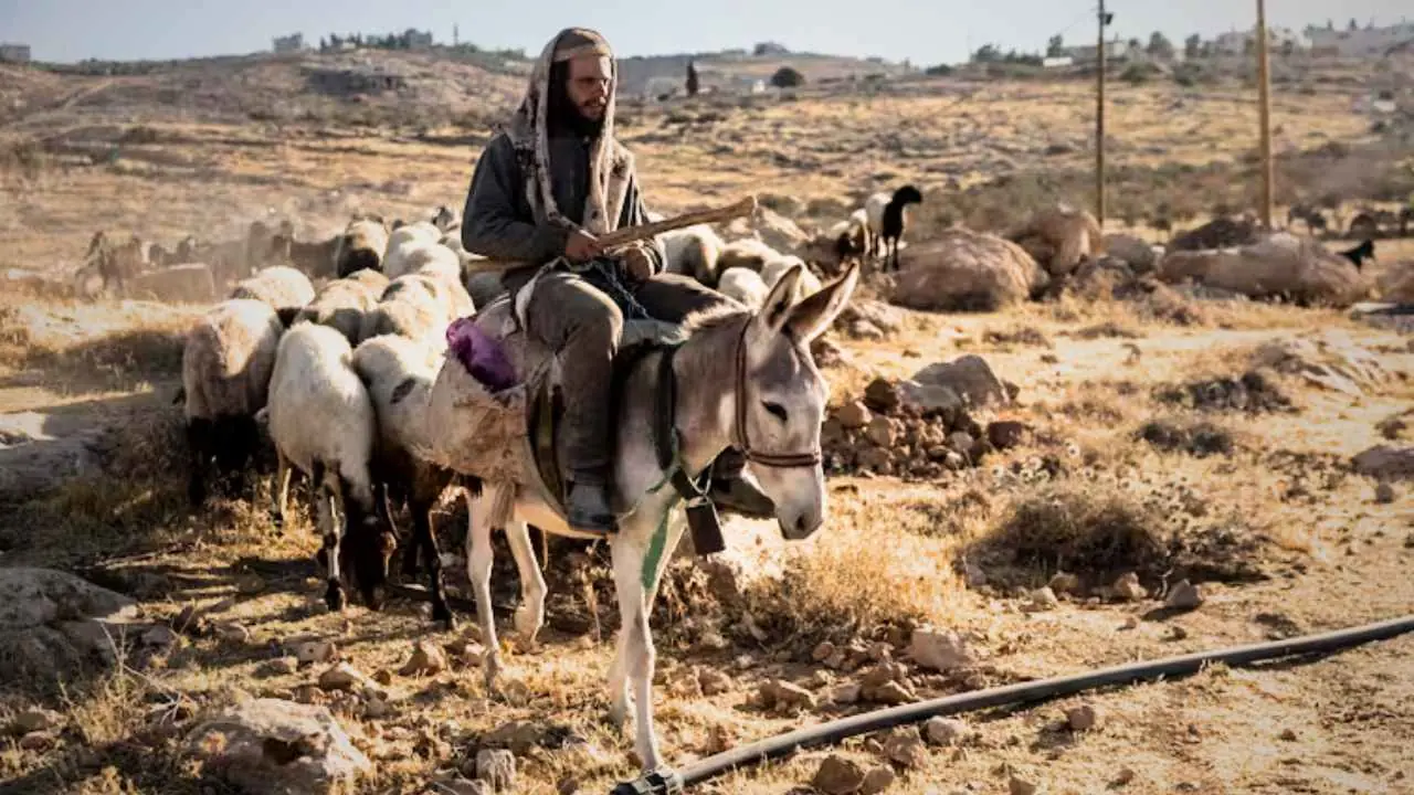 Donkeys in Israel
