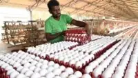 Egg Price