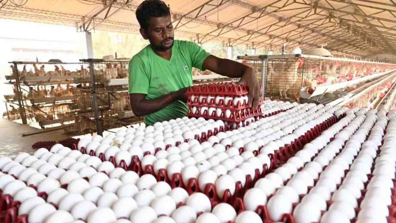 Egg Price