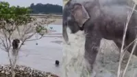 Elephant Calf Rescued