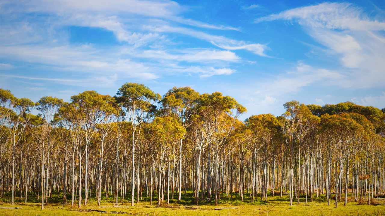 Eucalyptus Trees