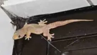 Get Rid Of Lizards
