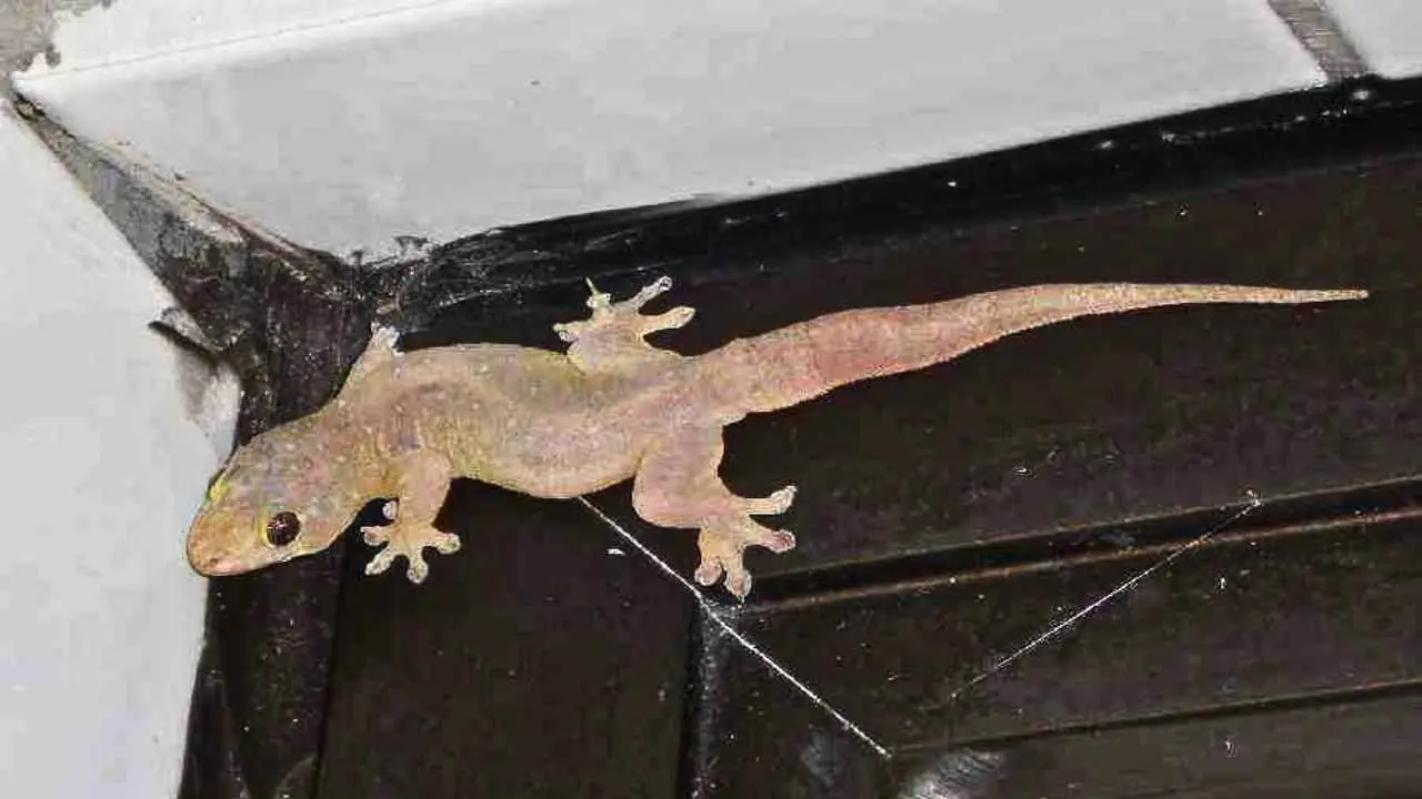 Get Rid Of Lizards