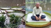 Giant Water Lily Ride