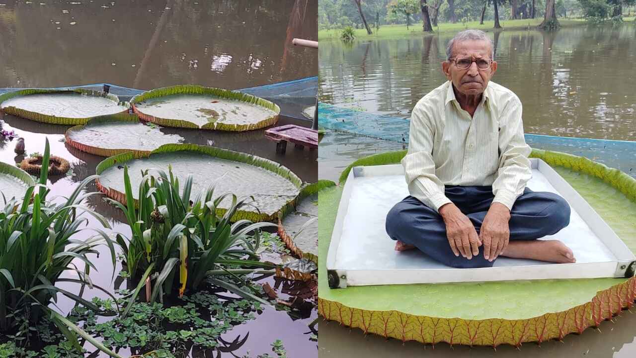 Giant Water Lily Ride