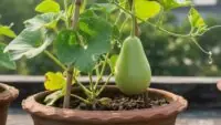 Guards Cultivation