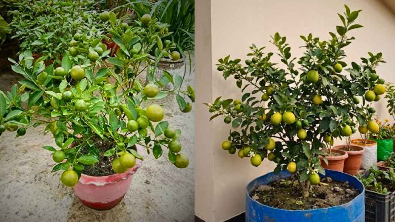 Grow Lemon plant