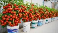 Grow tomato