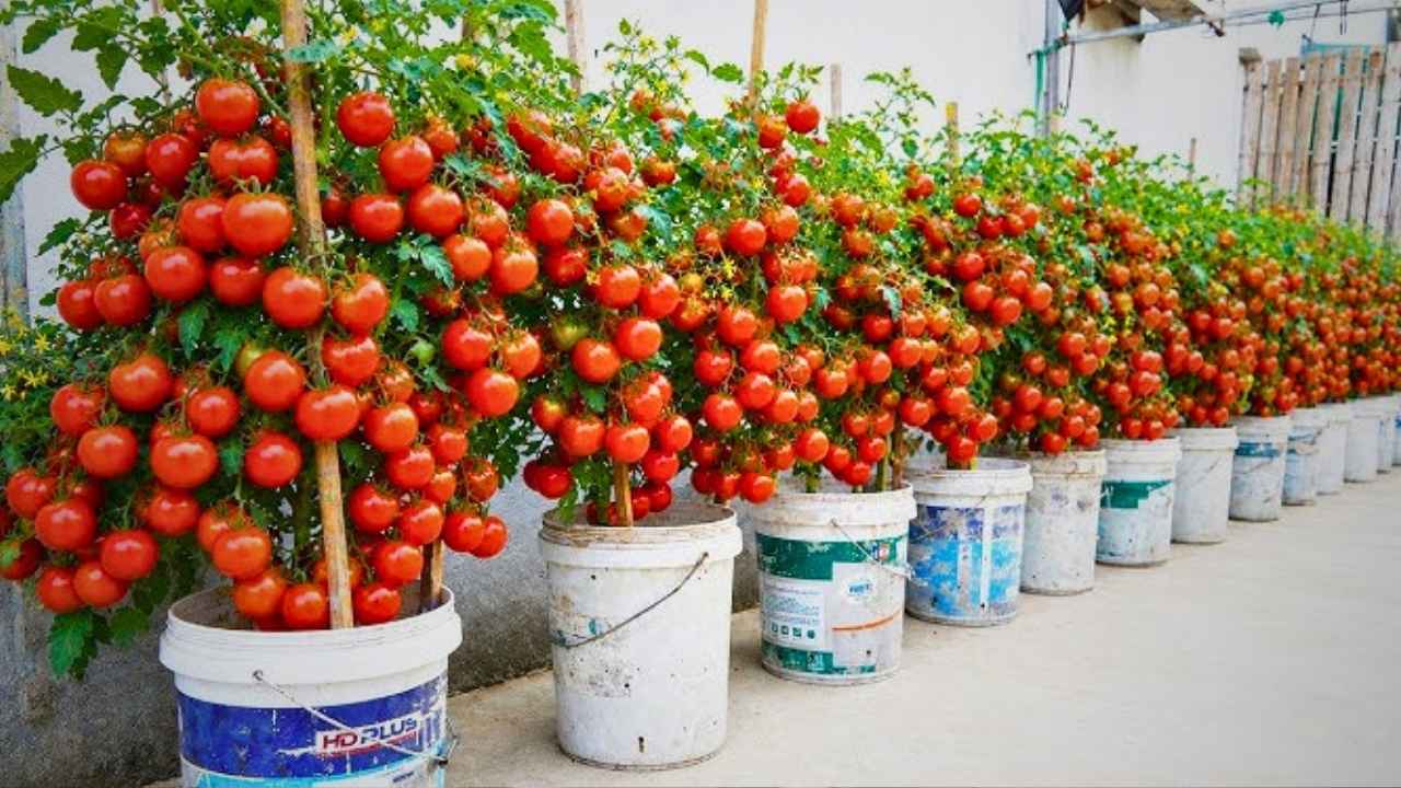 Grow tomato