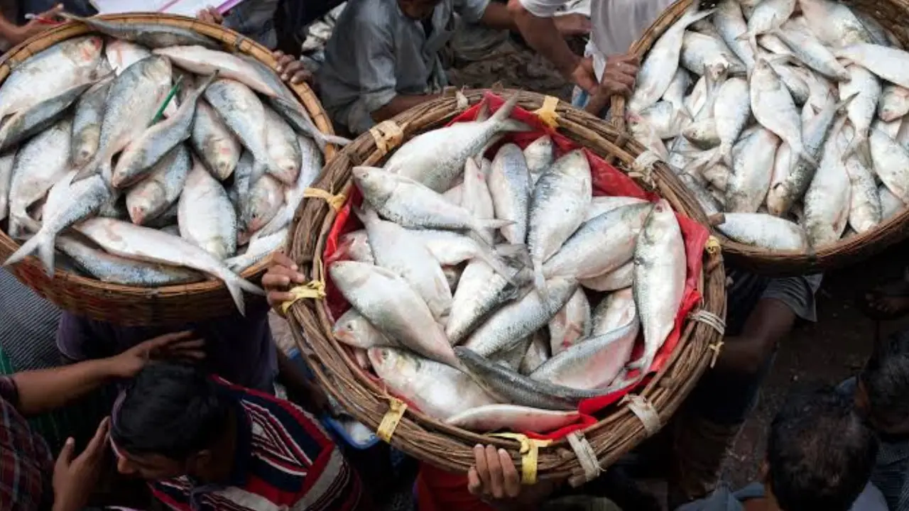 Hilsa Fish