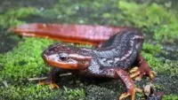 Himalayan Salamander Sanctuary