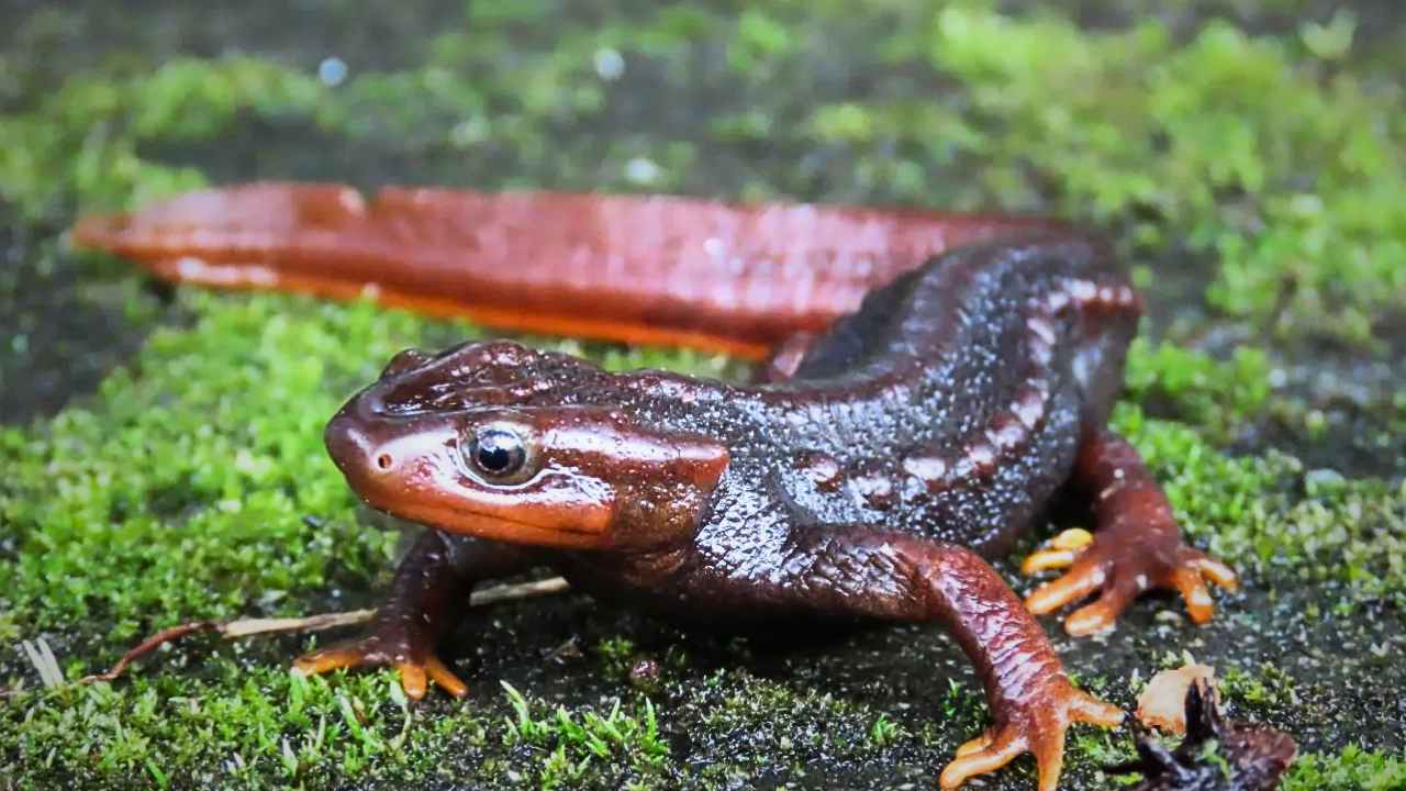 Himalayan Salamander Sanctuary