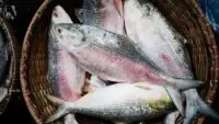 Ilish Fish