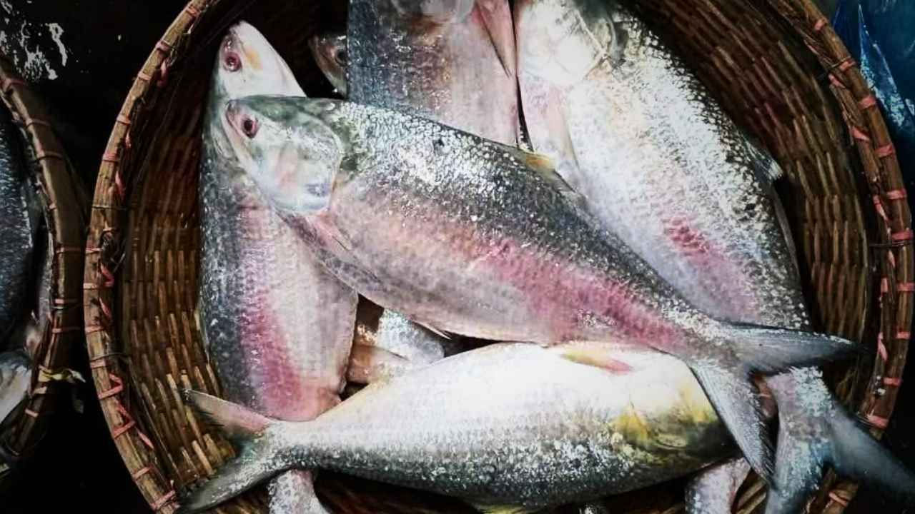 Ilish Fish