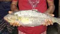 Ilish