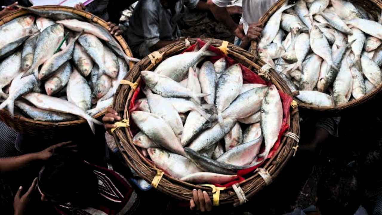 Ilish Hilsa Fish