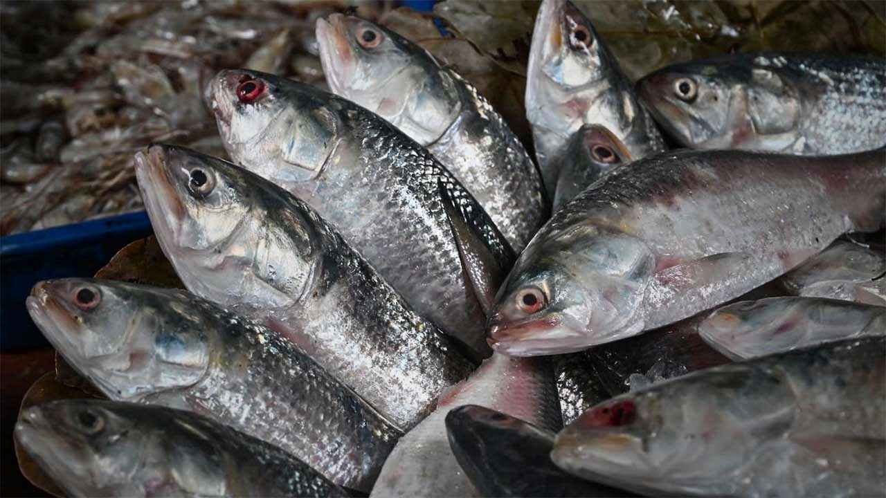 Ilish Hilsa Fish