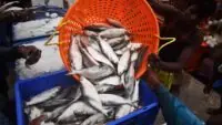 Ilish Hilsa fish