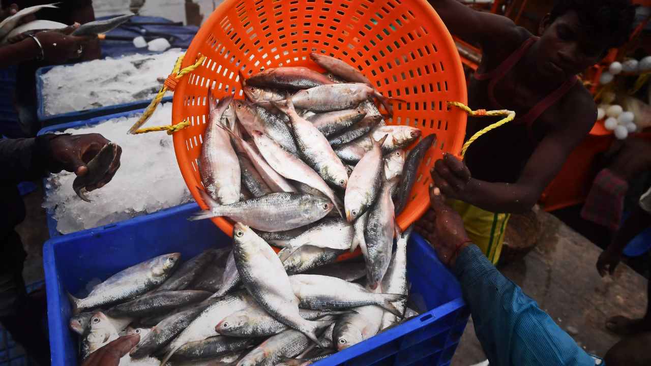 Ilish Hilsa fish