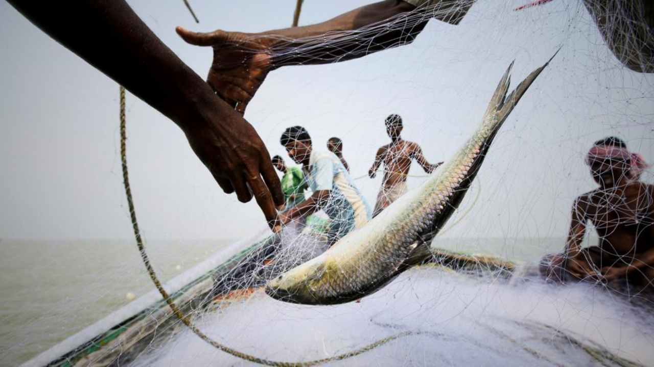 Ilish in Damodar