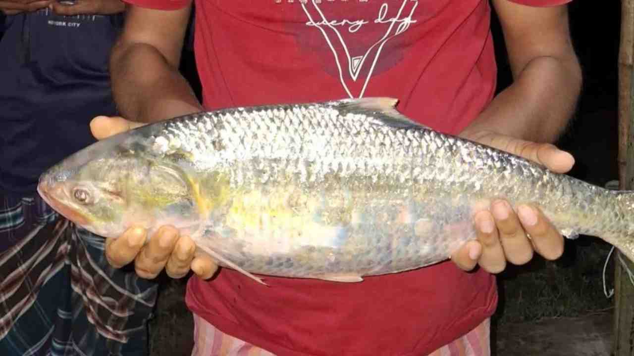 Ilish