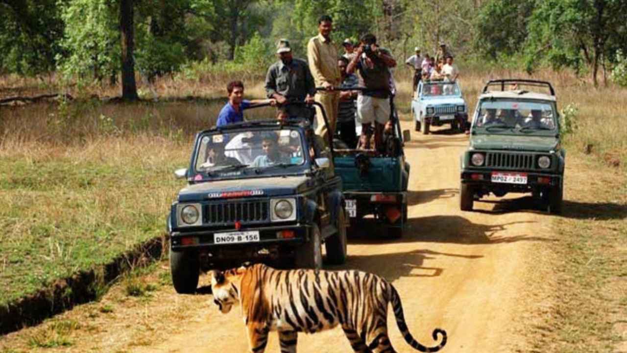 Jungle Safari Rules