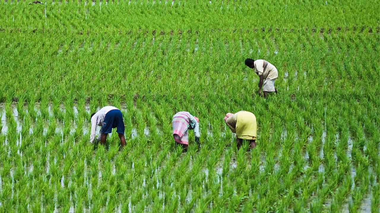 Krishak Bandhu Scheme