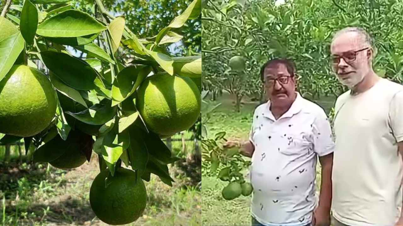 Malta Orange Farming