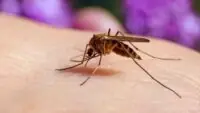 Mosquito