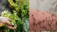 Mosquito Repellent