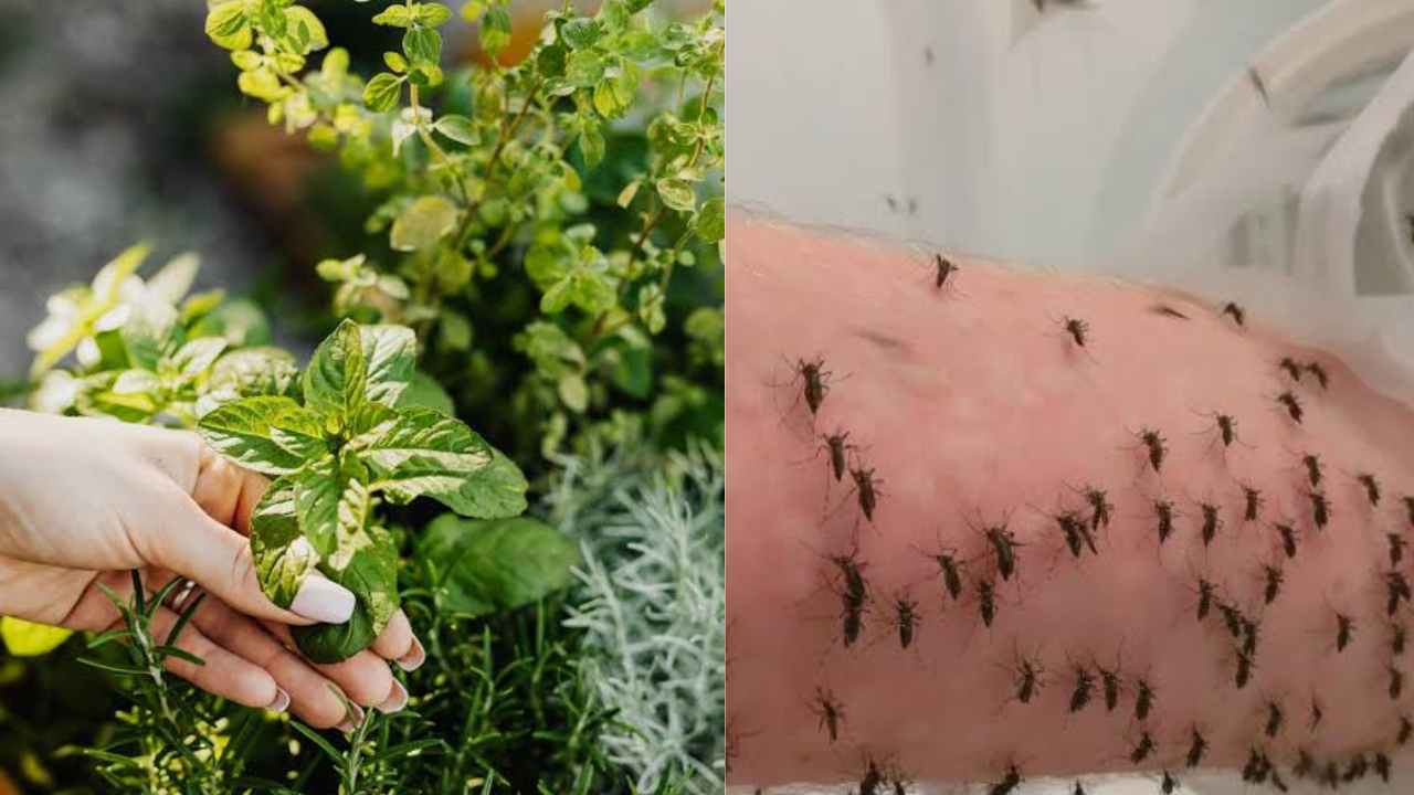 Mosquito Repellent