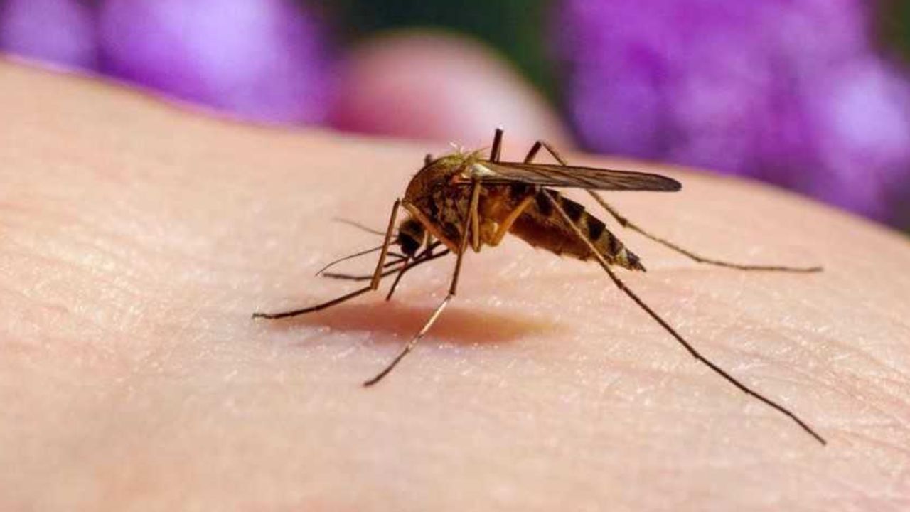 Mosquito