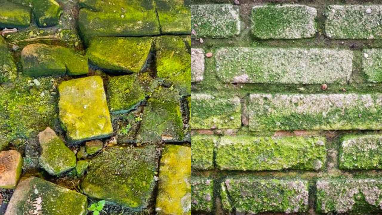 Moss Cleaning