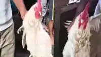 Murshidabad Rooster