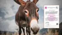 Nursing Certificate of Donkey