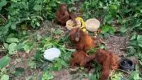 Odisha Orangutan