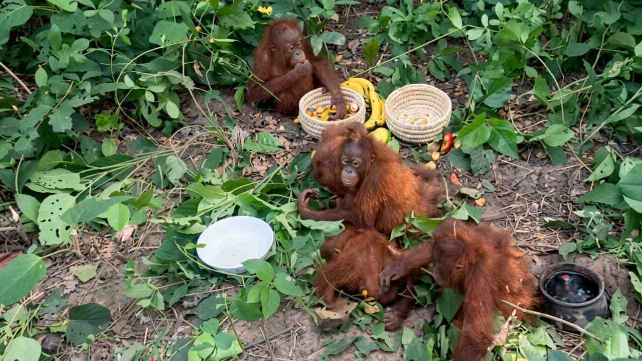 Odisha Orangutan